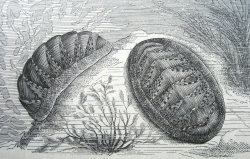 Chiton olivaceus - Chitonidae